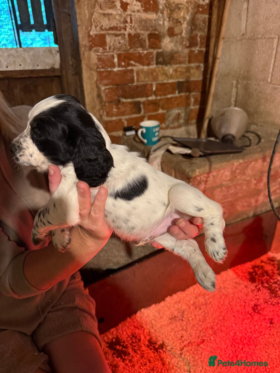 Cocker Spaniel dogs for sale: One blue roan cocker boy left - Image 2