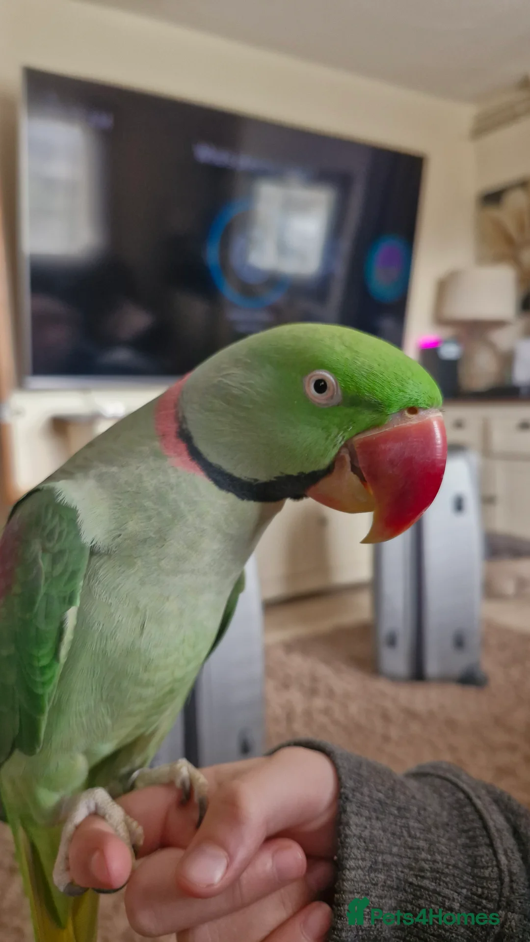 Parakeets birds for sale: Silly tame alexandrian parrot speaking  - Advert 1