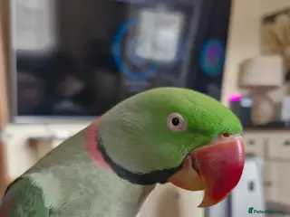 Parakeets birds Silly tame alexandrian parrot speaking - Advert 2
