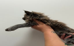 Maine Coon cats for sale: TICA registered Maine Coon Kittens  - Image 6
