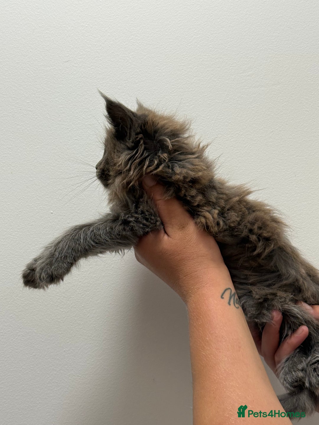 Maine Coon cats for sale: TICA registered Maine Coon Kittens  - Image 6