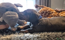Dachshund dogs for sale: Dachshund Puppies looking for forever homes - Image 16