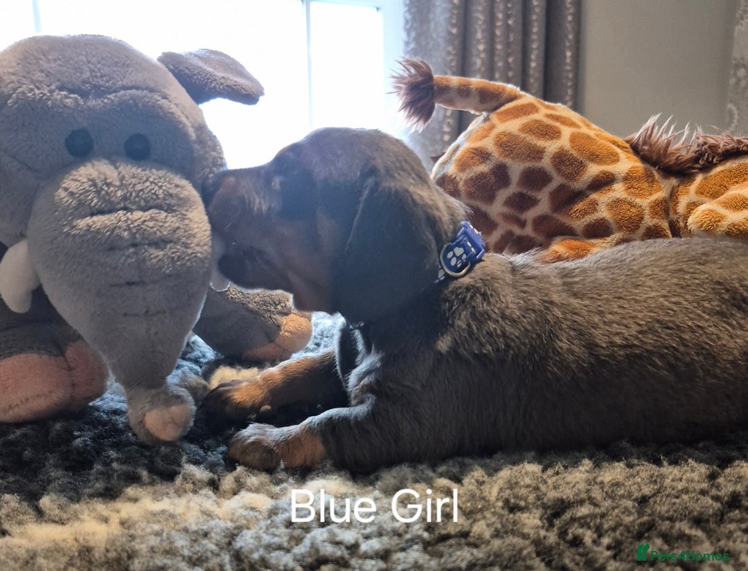 Dachshund dogs for sale: Dachshund Puppies looking for forever homes - Image 16