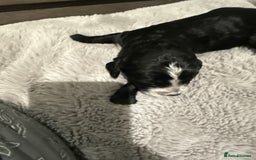 Cockapoo dogs for sale: Miniature f1 Cockapoos puppies - Advert 32