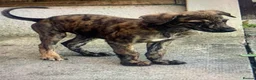 Lurcher dogs for sale: First cross saluki greyhounds  - Advert 7