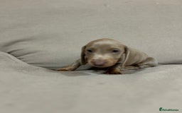 Miniature Dachshund dogs for sale: Stunning pure miniature dachshunds - Image 17