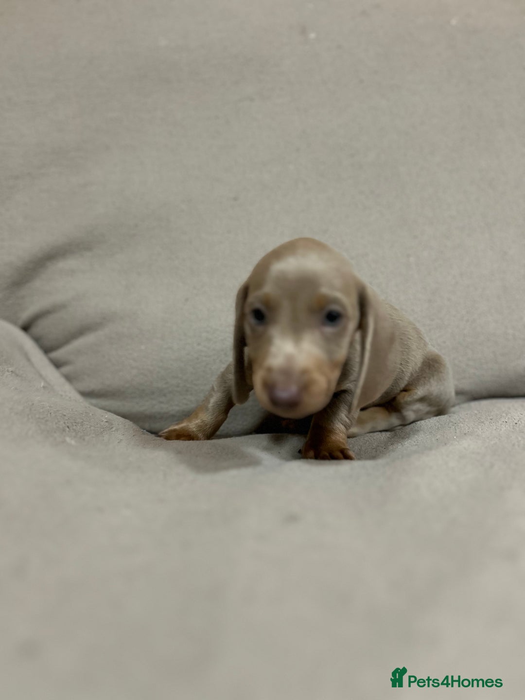 Miniature Dachshund dogs for sale: Stunning pure miniature dachshunds - Image 17