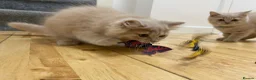 British Shorthair cats for sale:  GCCF British Longhair boy ready now  - Advert 14