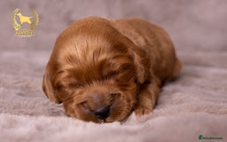 Cockapoo dogs for sale: STUNNING GOLDEN F2 COCKAPOOS - Image 12