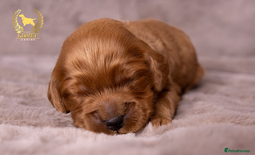 Cockapoo dogs for sale: STUNNING GOLDEN F2 COCKAPOOS - Image 12