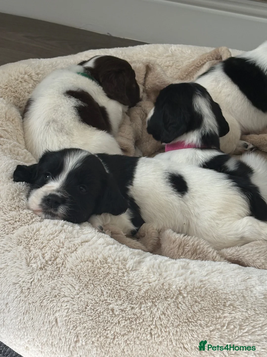 Sprocker dogs for sale: Sprocker spaniels  in Caernarfon - Advert 2