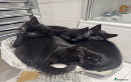 Mixed Breed cats for sale: Tuxedo Kittens  - Image 3
