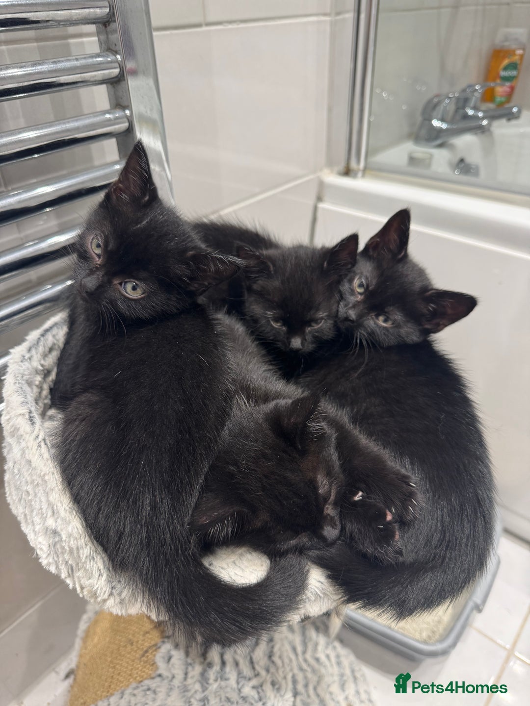 Mixed Breed cats for sale: Tuxedo Kittens  - Image 3