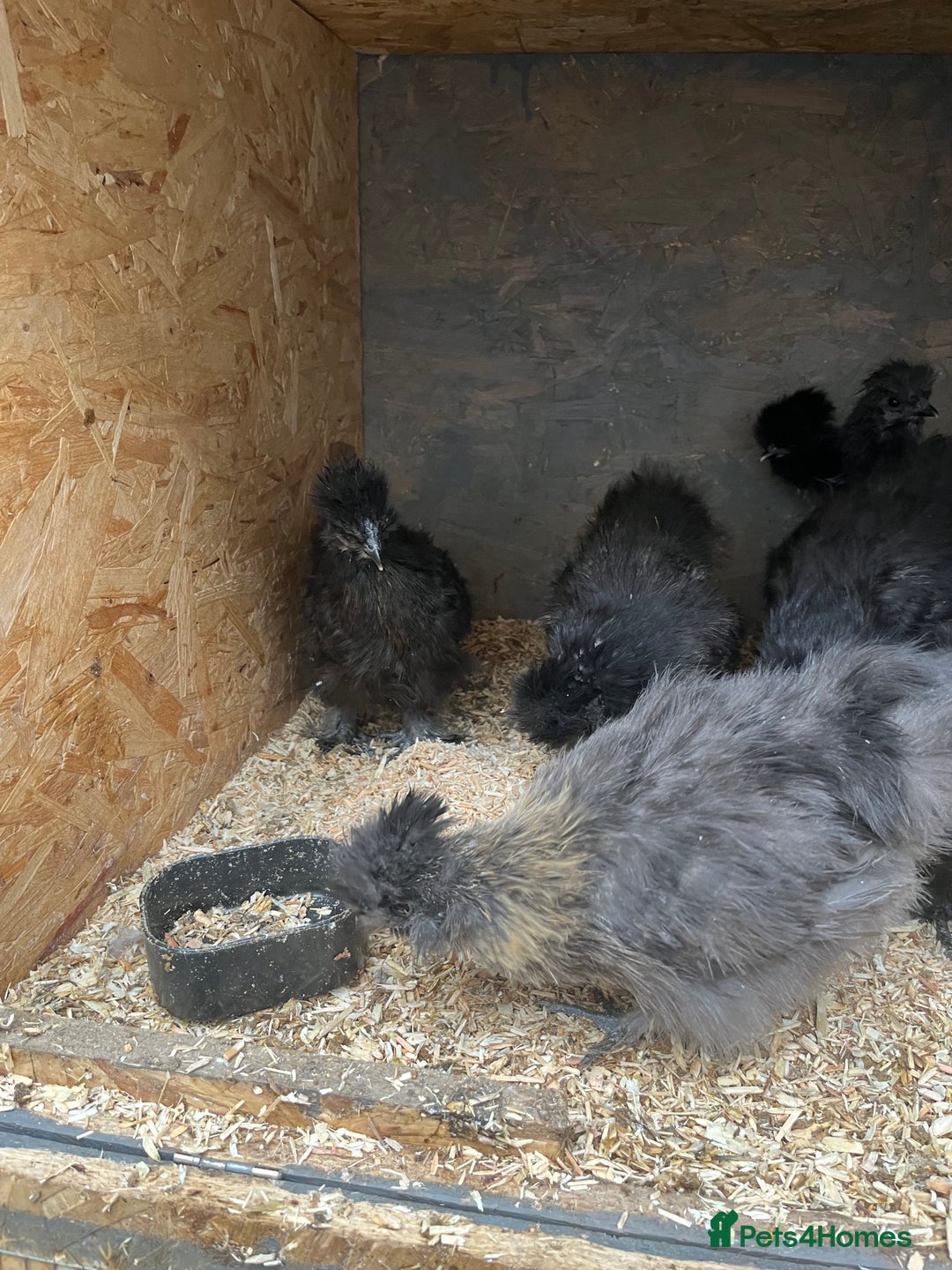Mixed Breed poultry for sale: Indian runner ducklings and Silkies  - Advert 14