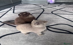 Scottish Fold cats for sale: Scotish kitten  - Image 14