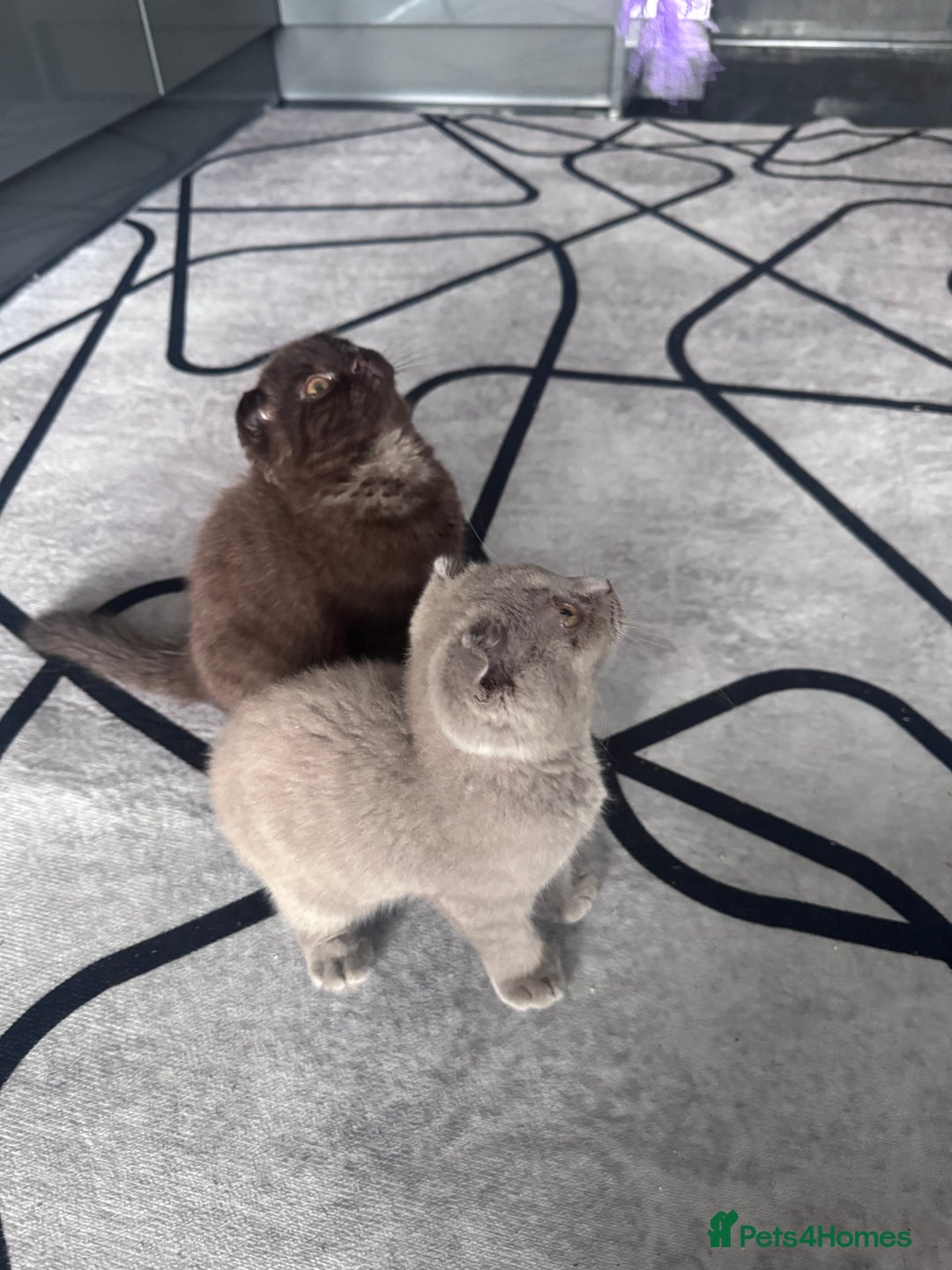 Scottish Fold cats for sale: Scotish kitten  - Image 14