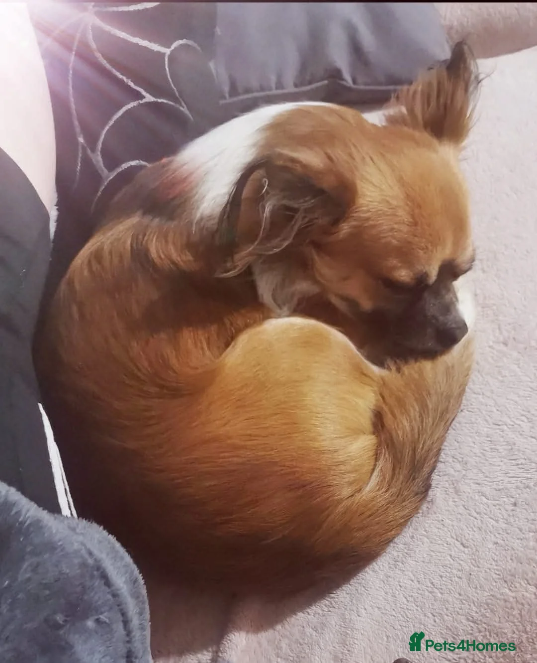 Chihuahua dogs for sale: Pure Chihuahua puppies  - Advert 3