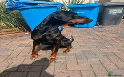 Dobermann dogs for stud: 🌟Beautiful European Doberman Stud🌟 in Walsall - Image 2
