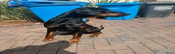 Dobermann dogs for stud: 🌟Beautiful European Doberman Stud🌟 in Walsall - Advert 2