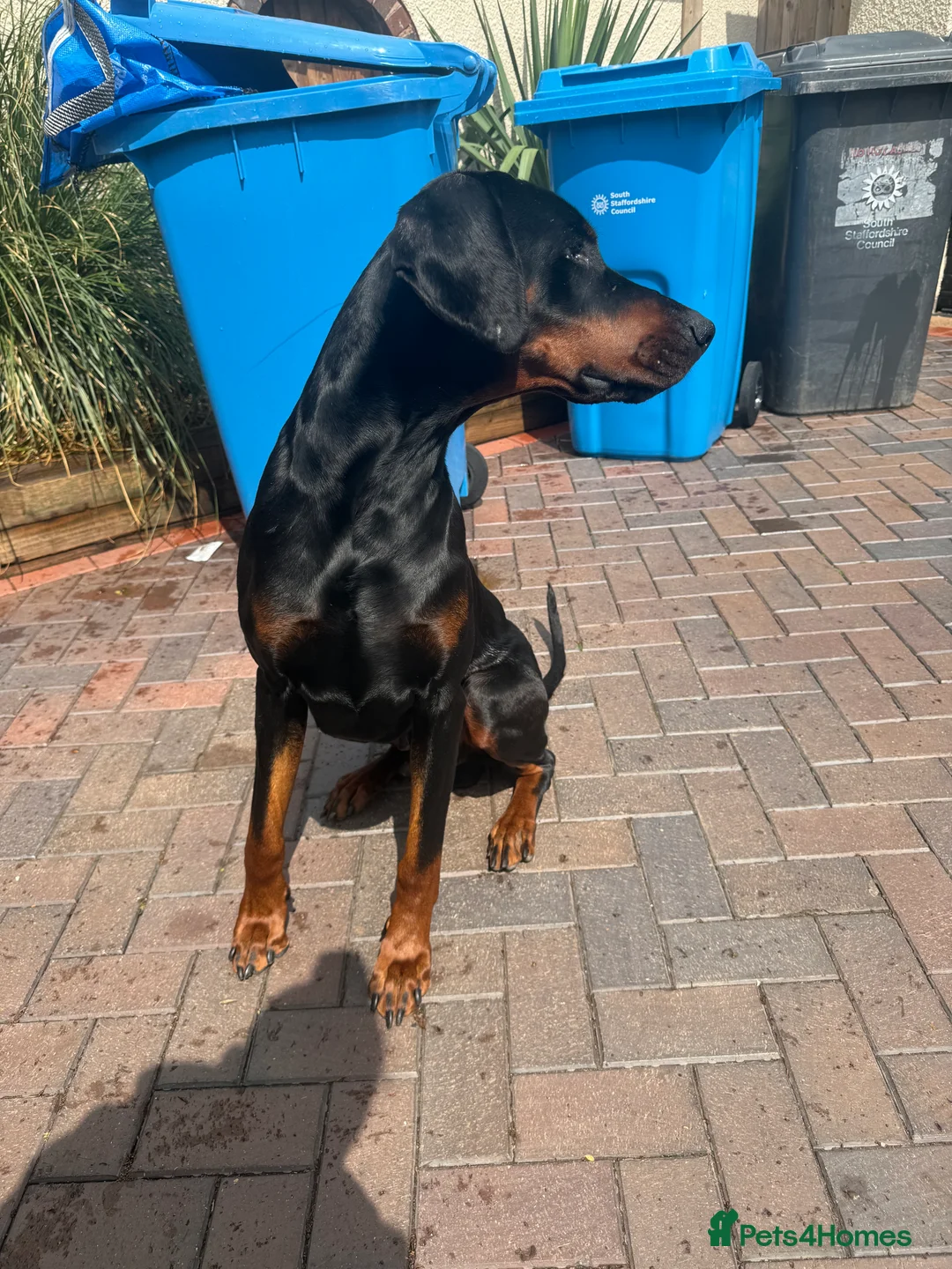 Dobermann dogs for stud: 🌟Beautiful European Doberman Stud🌟 in Walsall - Advert 2