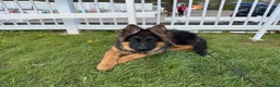 German Shepherd dogs for sale: LONG COATED GERMAN SHEPHERD GIRL  - Advert 7