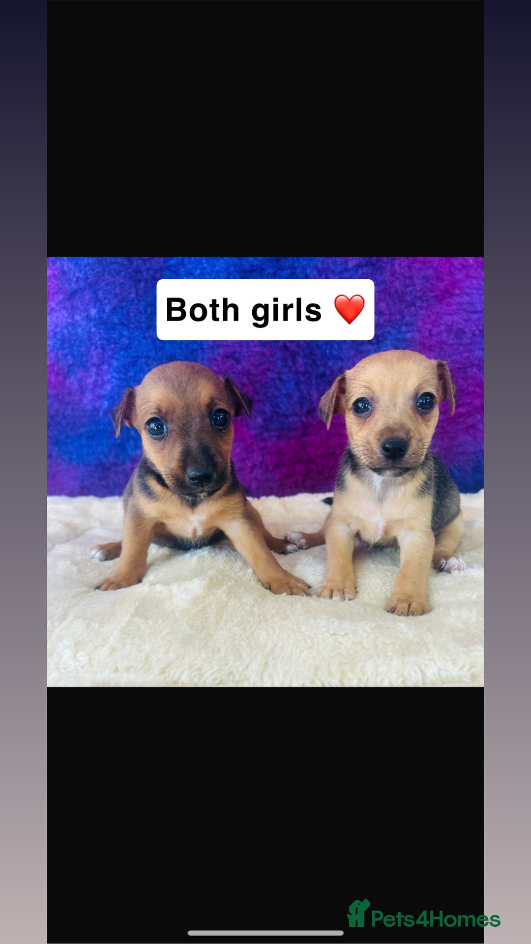 Jack Russell dogs for sale: Beautiful Jack Russel puppies  - Image 7