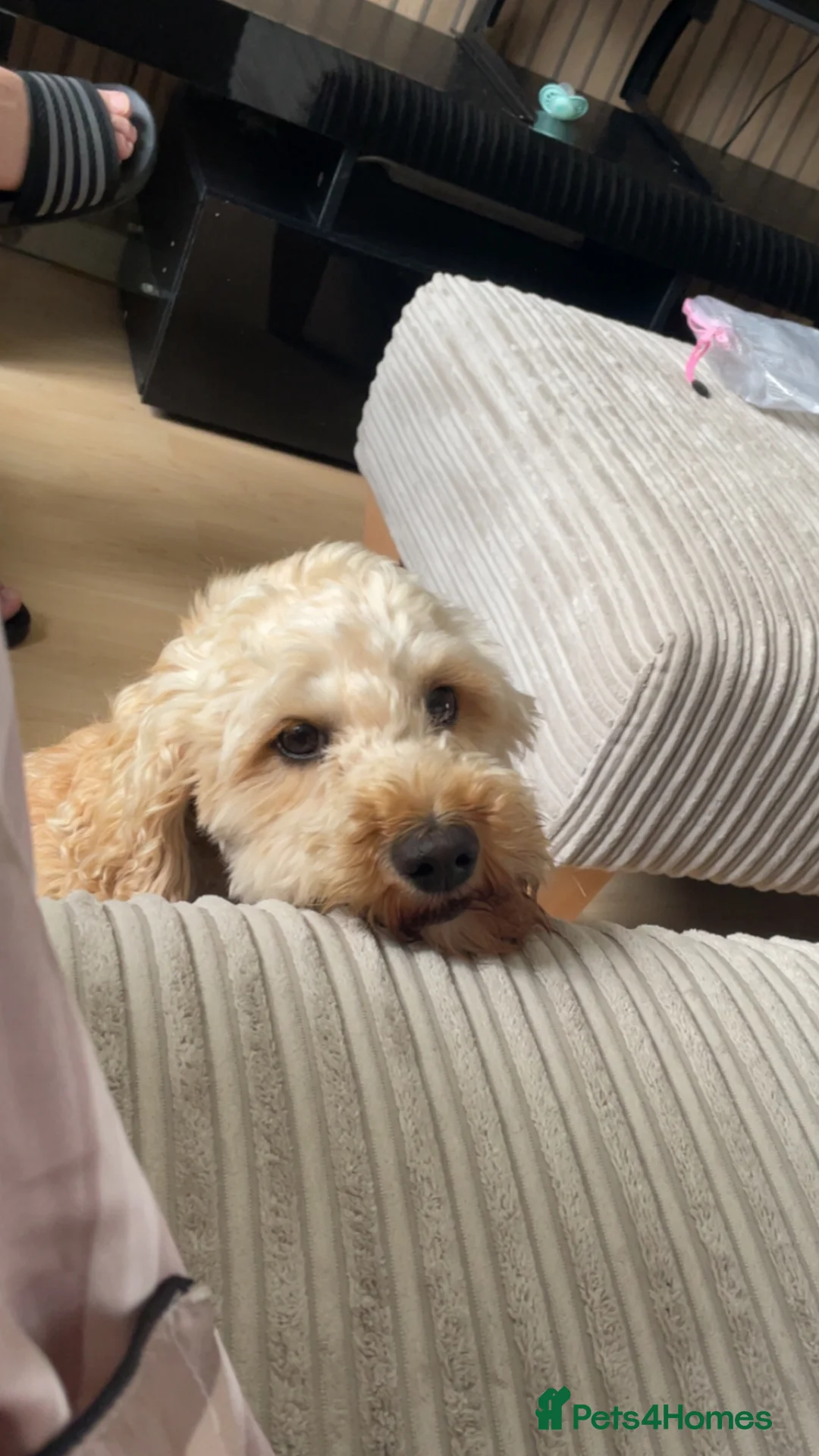 Cockapoo dogs for sale: 3 year old female cockapoo in Liverpool - Advert 2