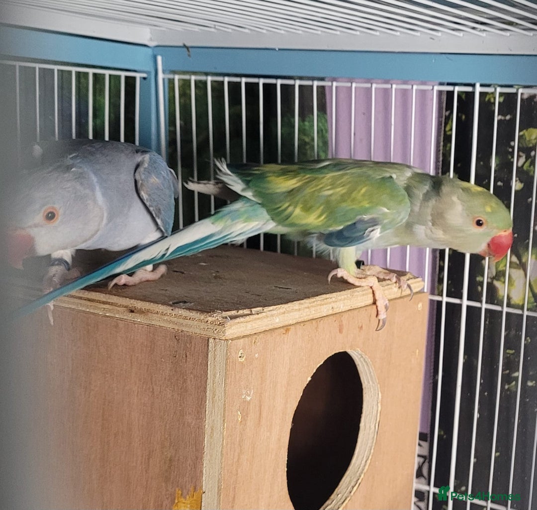 Ringnecks birds for sale: Pair of Indian ring necks  - Image 2