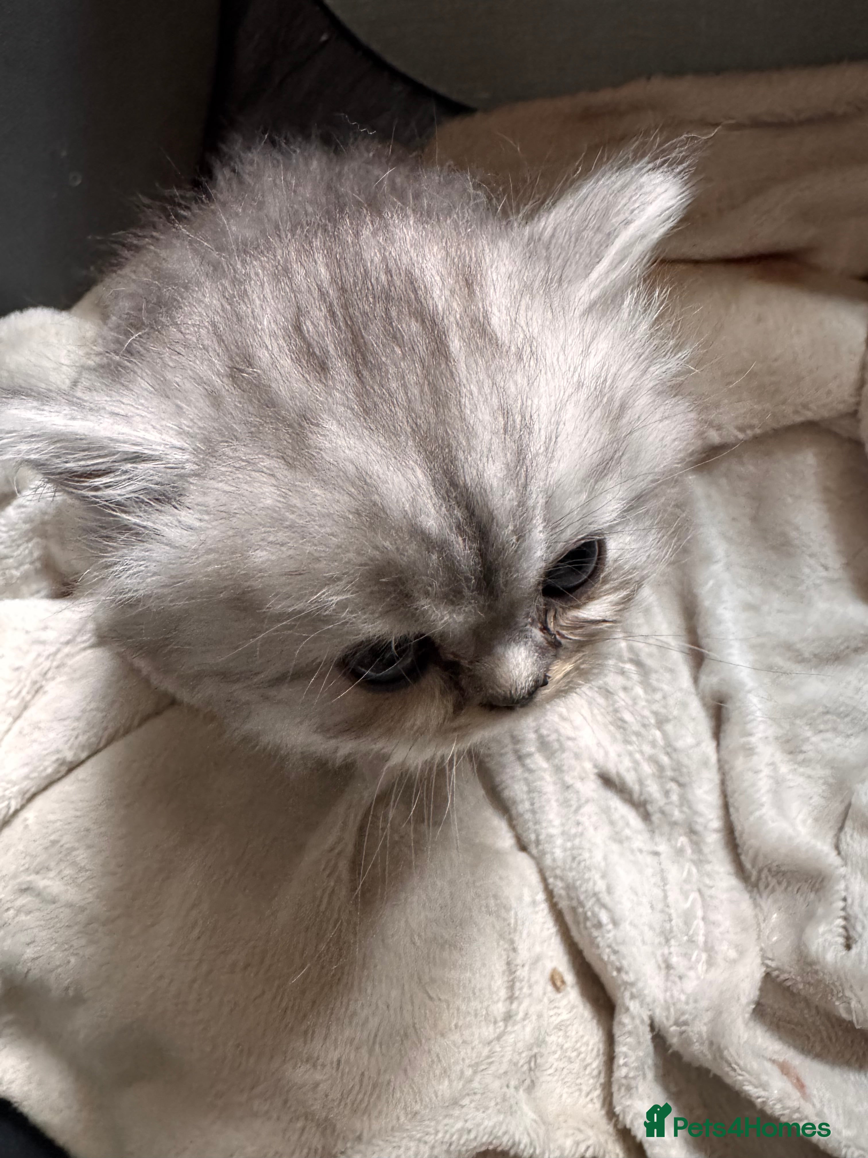 Persian cats Persian silver chinchilla - Advert 2