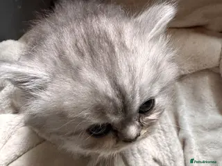 Persian cats Persian silver chinchilla - Advert 2