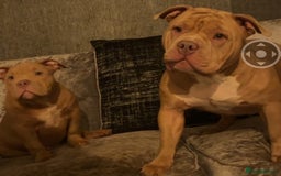 American Bully dogs for sale: Pocket Bully puppies - Lilac Ghost Tri  - Image 7
