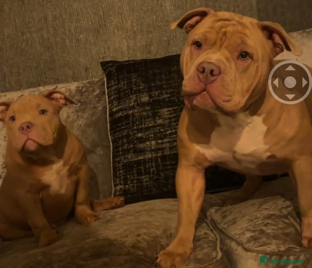 American Bully dogs for sale: Pocket Bully puppies - Lilac Ghost Tri  - Image 7