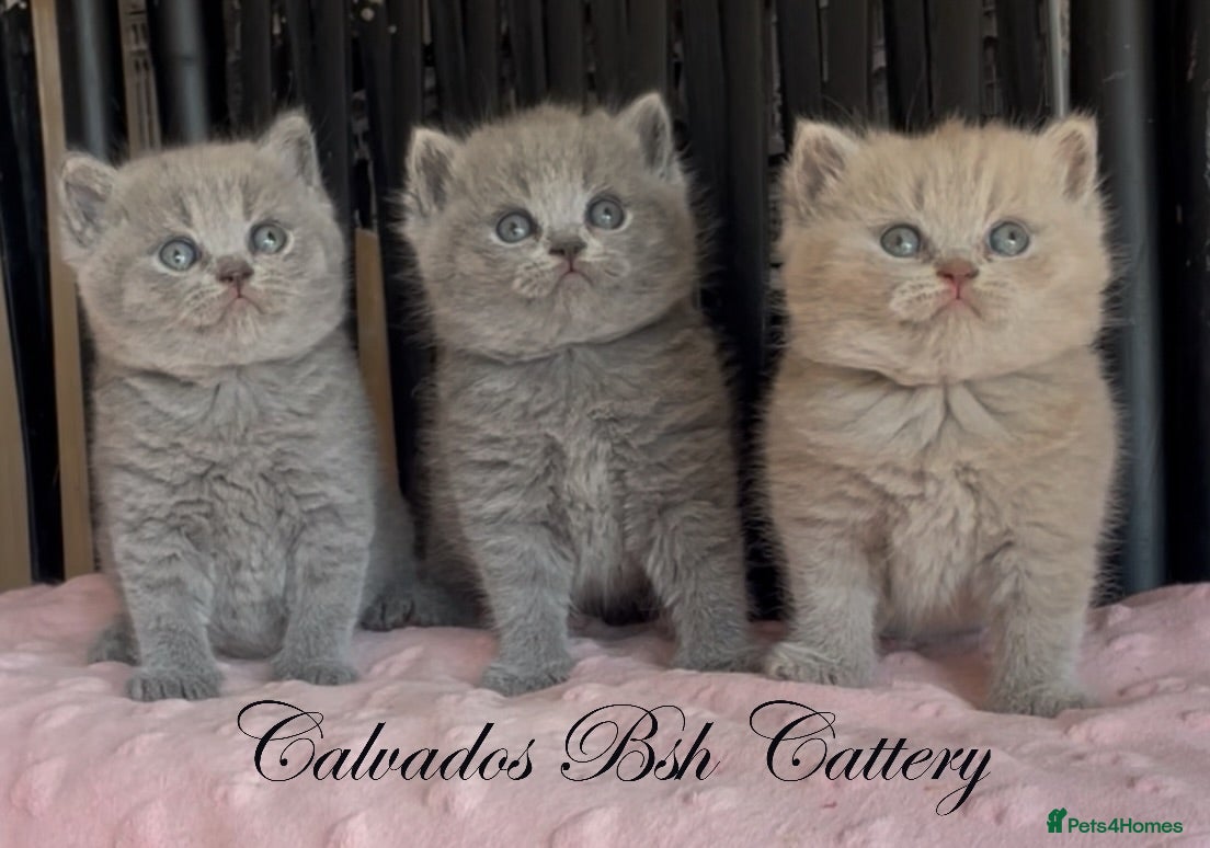 British Shorthair cats Beautiful Pedigree BSH kittens for sale  - Advert 1
