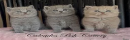 British Shorthair cats for sale: Beautiful Pedigree BSH kittens for sale  - Advert 1