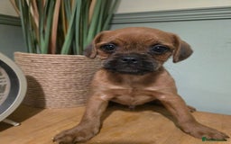 Mixed Breed dogs for sale: Ready now Gorgeous pugapoo  - Image 3