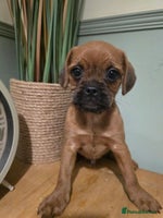 Mixed Breed dogs - Advert 6