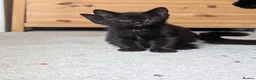 Mixed Breed cats for sale: 3 black kittens ready now in Chesterfield - Advert 3