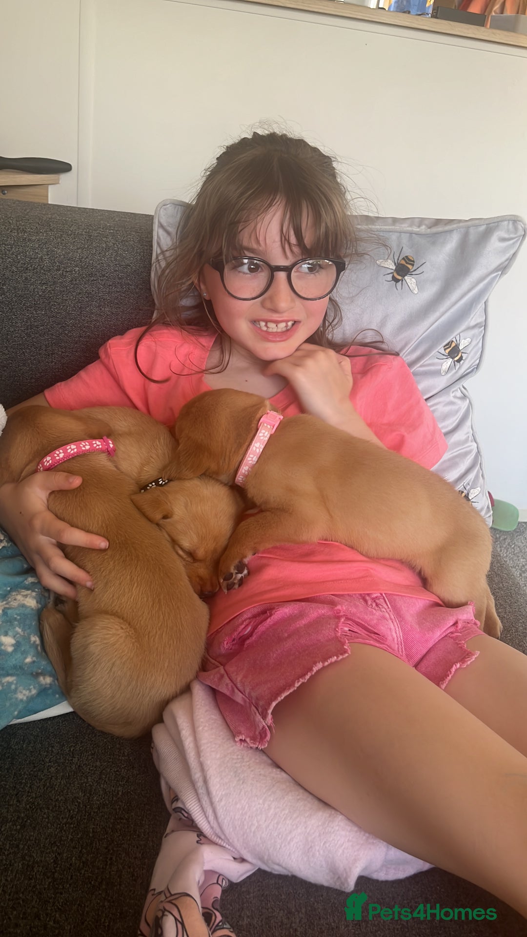 Labrador Retriever dogs for sale: Fox Red pedigree Labradors in Pwllheli - Image 3