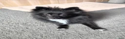 Pomeranian dogs for sale: 8 month old black pomeranian girl - Advert 3