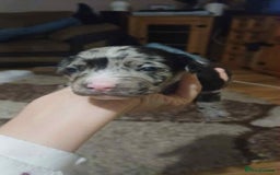 Mixed Breed dogs for sale: Puppies for sale spaniel x bully - Image 7