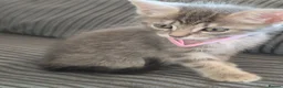 Norwegian Forest Cat cats for sale: Norwegian Forest cat X Bengal!  - Advert 15