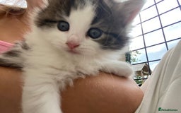 RagaMuffin cats for sale: Beautiful ragdoll x kittens 1 LEFT READY NOW - Image 5