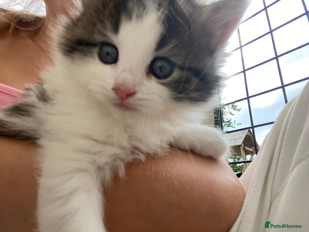 RagaMuffin cats for sale: Beautiful ragdoll x kittens 1 LEFT READY NOW - Image 5