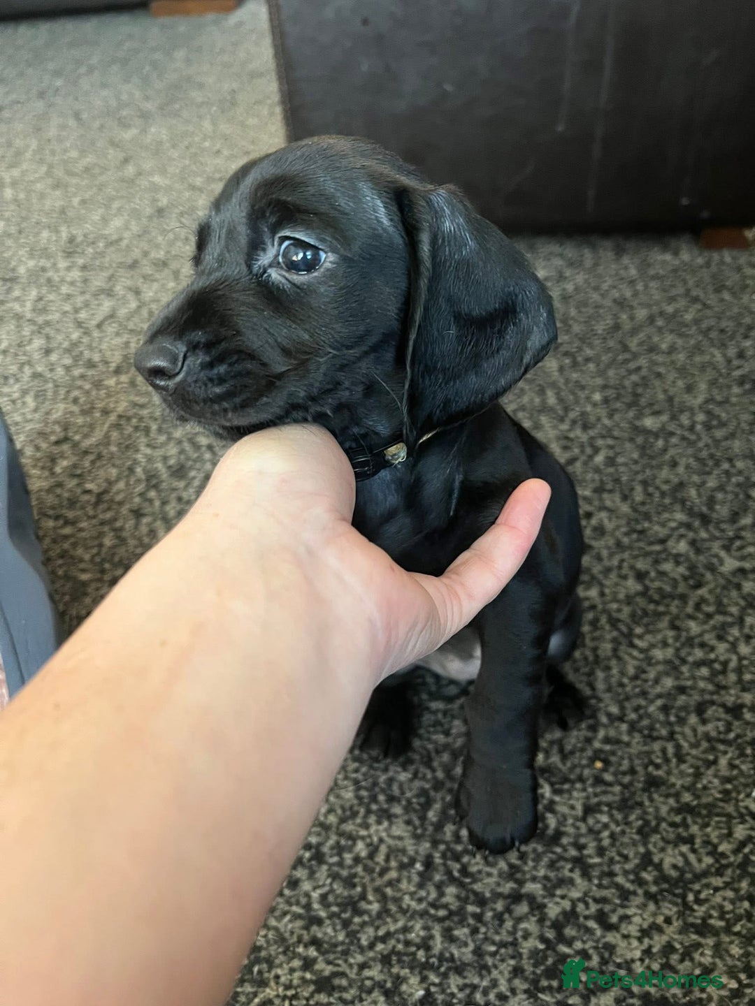 Mixed Breed dogs for sale: Docker Puppies For Sale🐶 - Image 7