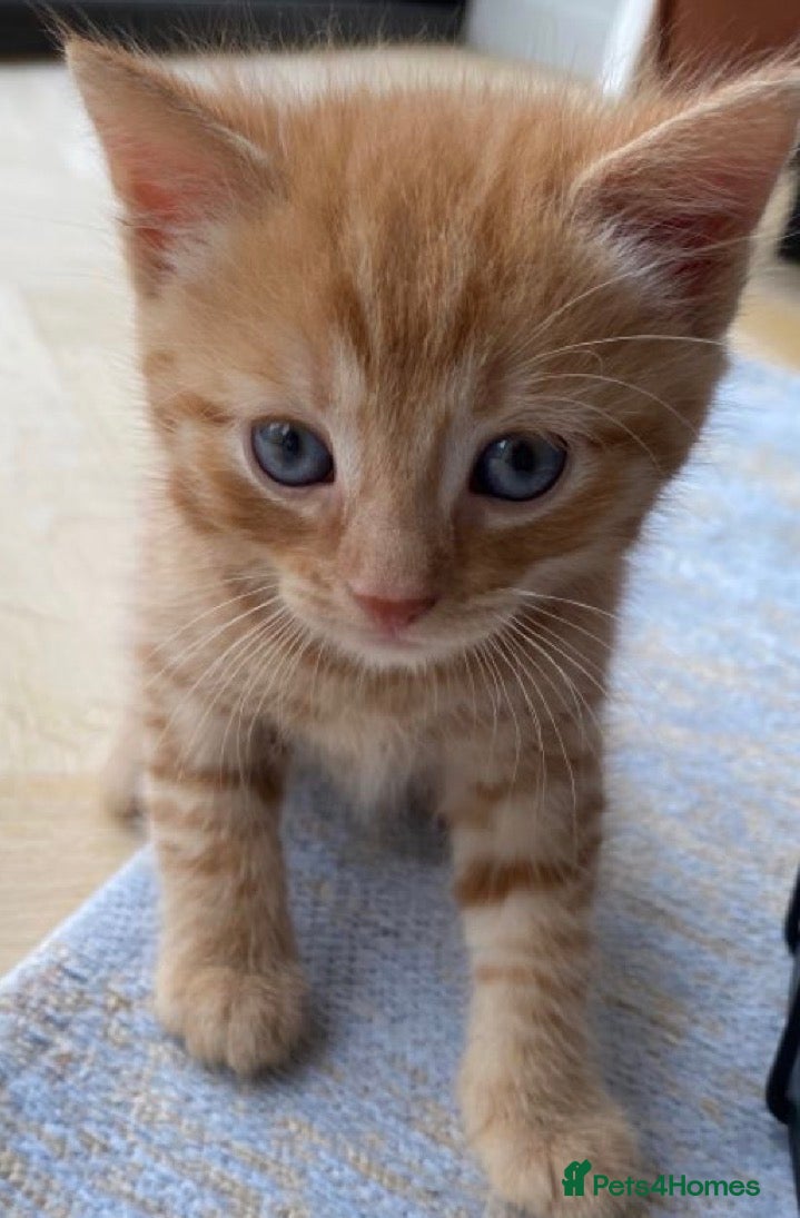 Mixed Breed cats Ginger kitten (9 weeks old ) - Advert 2