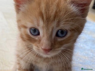 Mixed Breed cats Ginger kitten (9 weeks old ) - Advert 2