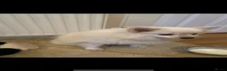 Pomeranian dogs for sale: Pomeranian puppies ready to leave in Doncaster - Advert 1