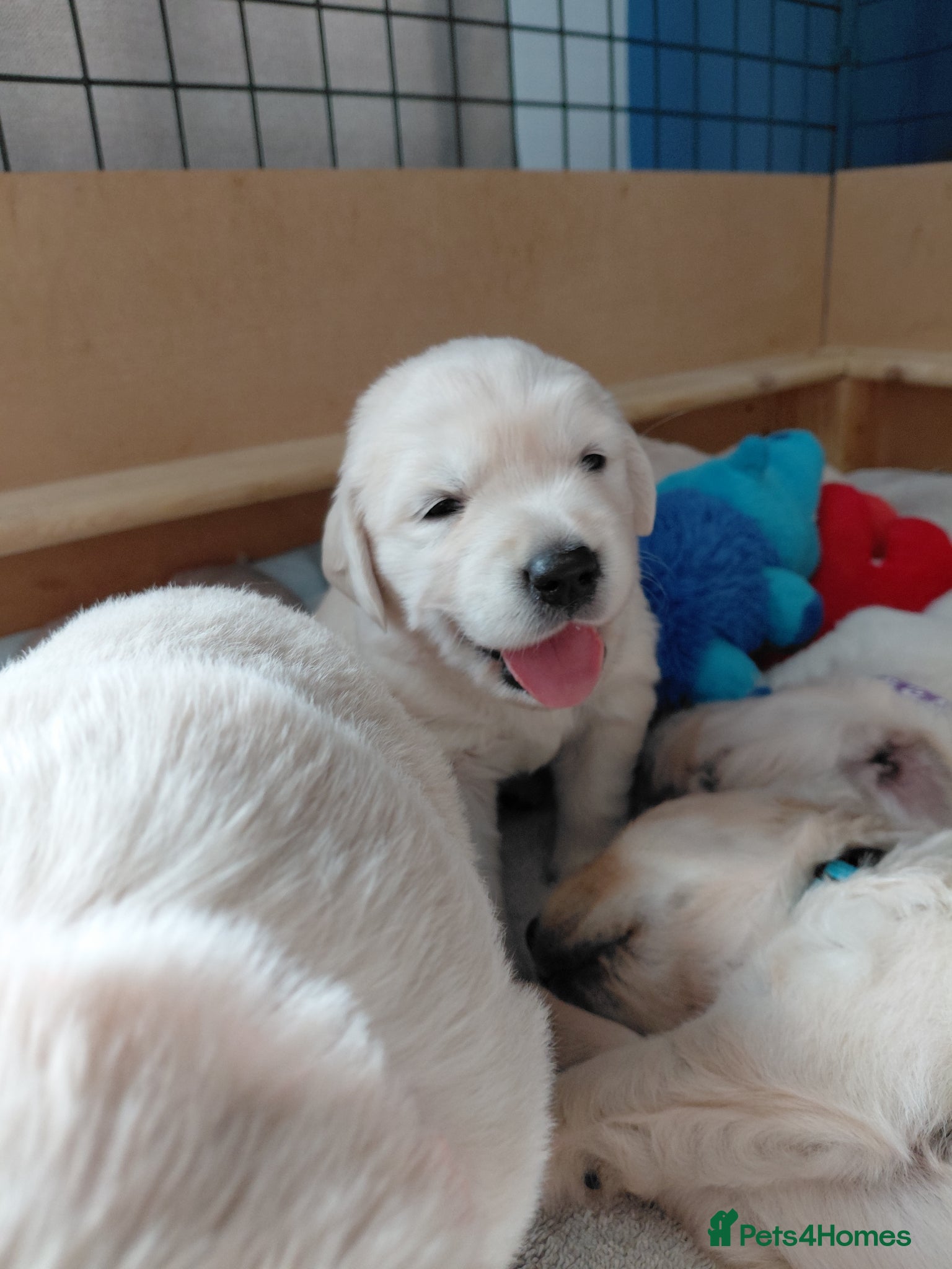 Golden Retriever dogs Beautiful litter of Cream Golden Retrievers KC reg - Advert 5