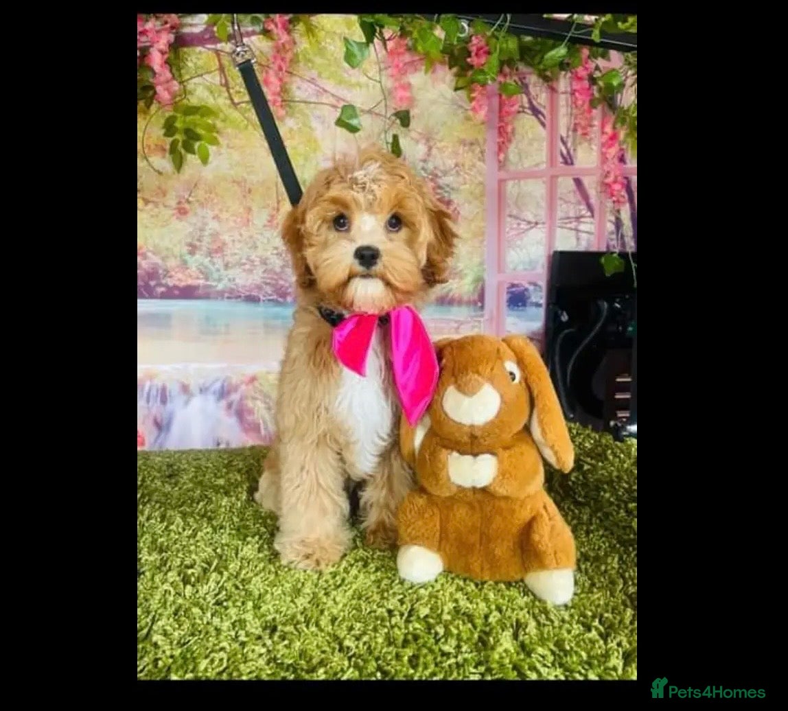 Cavapoo dogs Beautiful F2 Cavapoo Puppies For Sale 🐶 - Advert 1