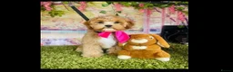 Cavapoo dogs for sale: Beautiful F2 Cavapoo Puppies For Sale 🐶 - Advert 1